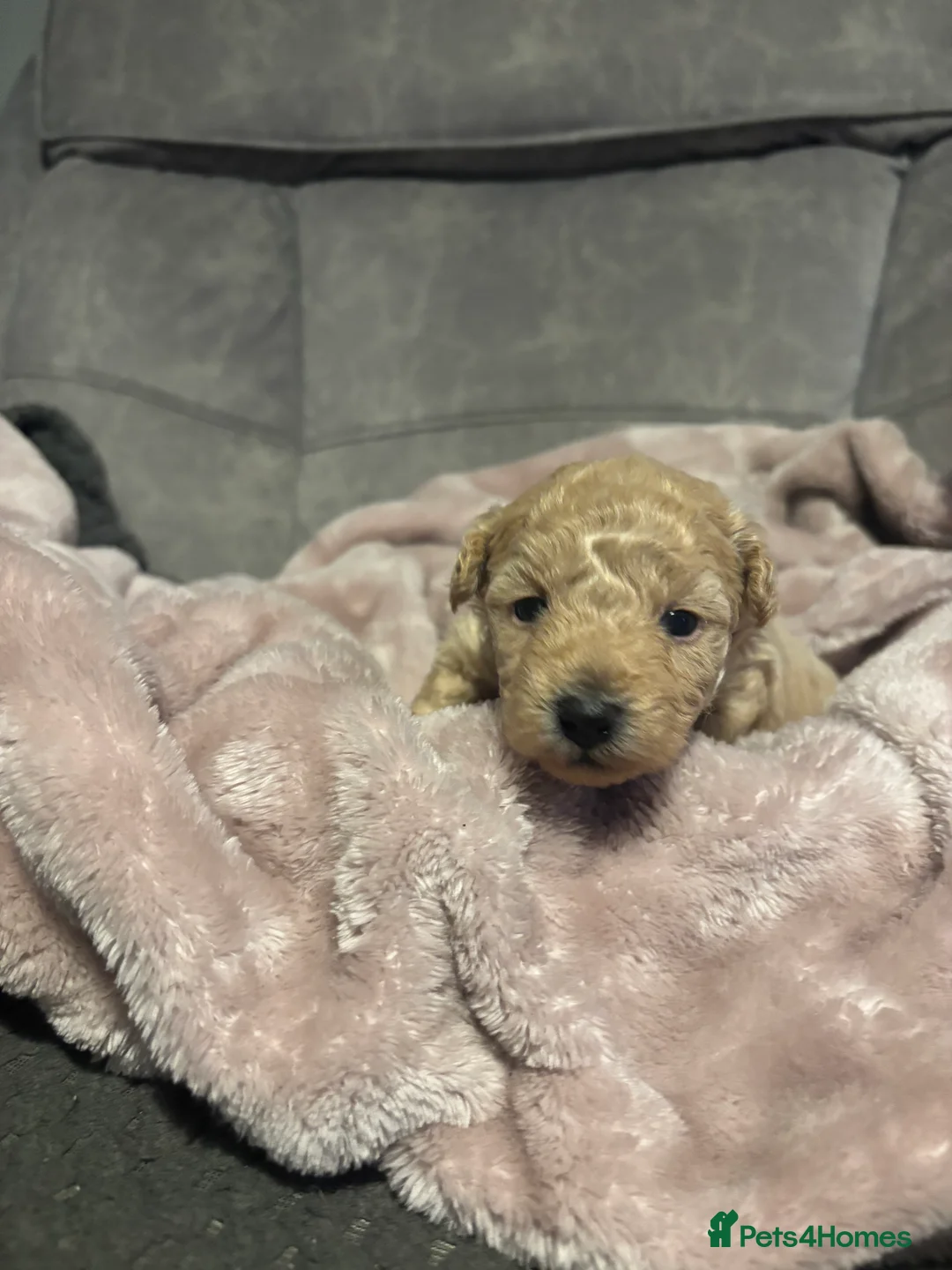 Poochon dogs for sale: Beautiful Poochon Puppies  - Advert 12