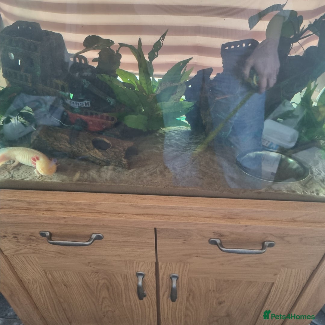 Axolotl reptiles for sale: For Rehoming: 5yr Female Golden Albino Axylotyl - Advert 2
