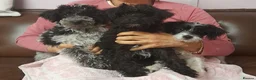 Mixed Breed dogs for sale: English Toy Terrier X Parti Colour Toy Poodle. in Wirral - Advert 1