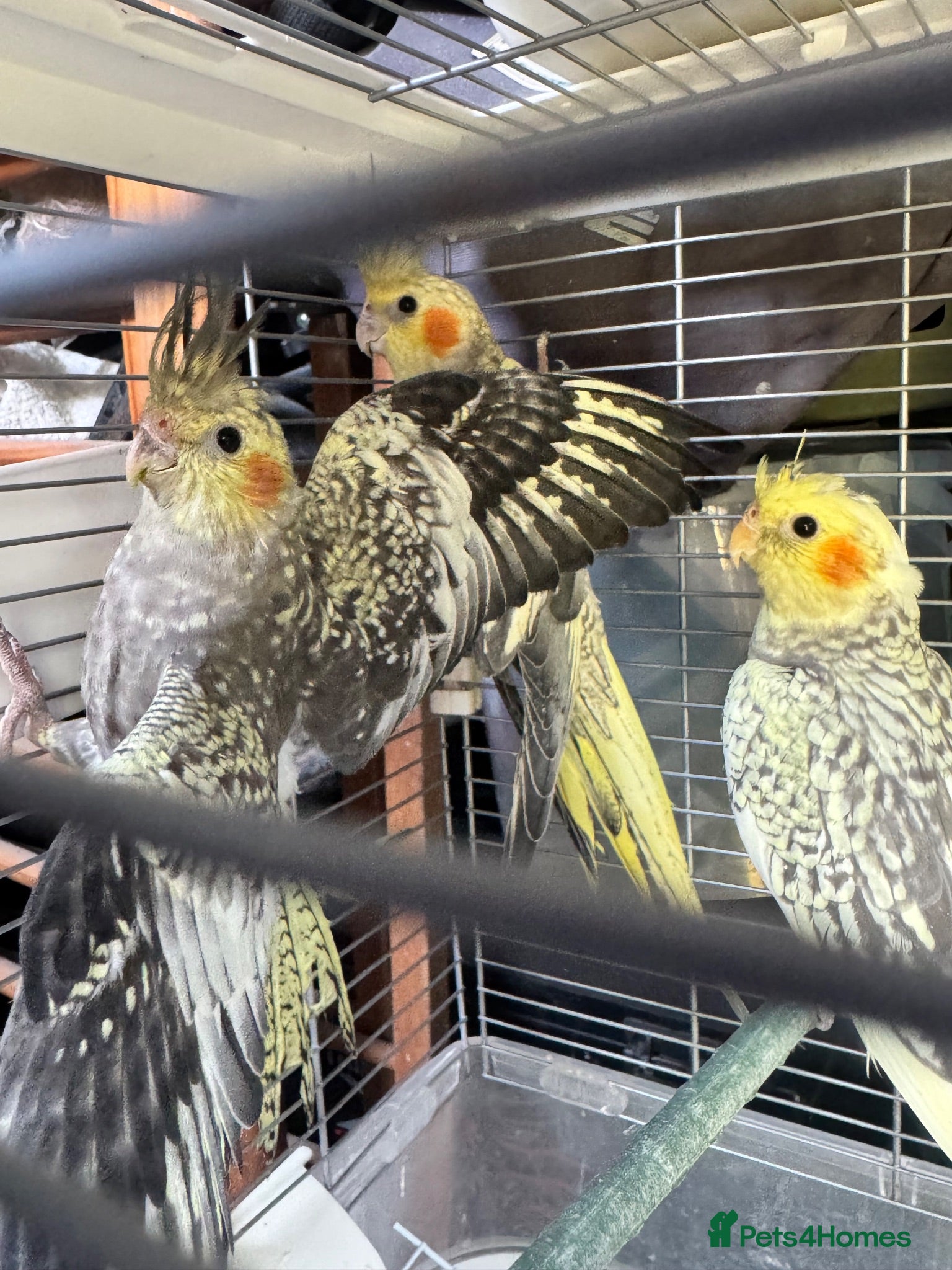 Cockatiels birds 9 week old baby cockatiels  - Advert 2