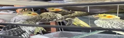 Cockatiels birds for sale: 9 week old baby cockatiels  - Advert 2