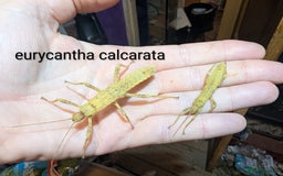 Stick Insects invertebrates for sale: Stick/leaf eggs and nymphs available! - Image 1