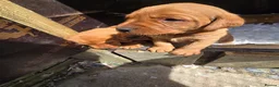 Labrador Retriever dogs for sale: Beautiful Fox Red Labrador Puppies For Sale - Advert 8
