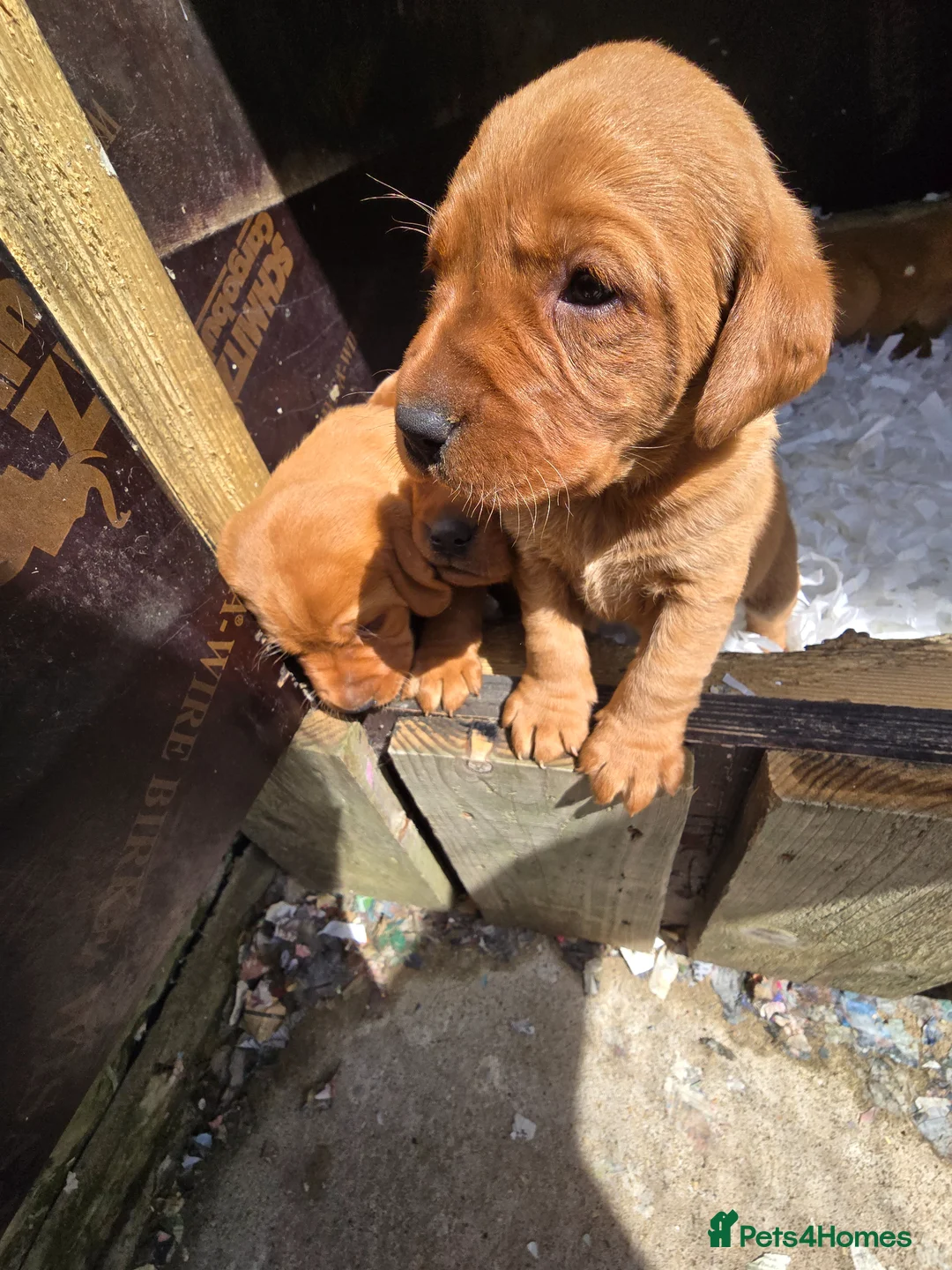 Labrador Retriever dogs for sale: Beautiful Fox Red Labrador Puppies For Sale - Advert 8