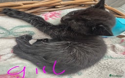 Mixed Breed cats for sale: Beautiful mixed kittens  - Image 8