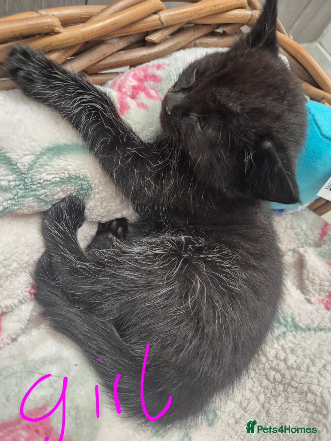 Mixed Breed cats for sale: Beautiful mixed kittens  - Image 8
