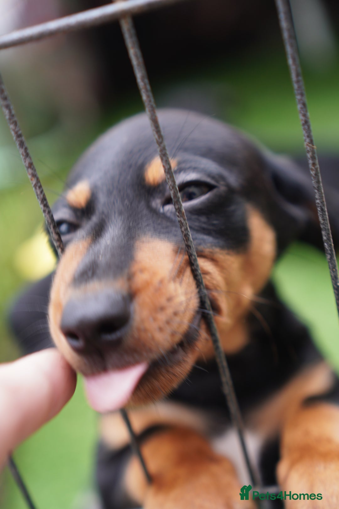 Miniature Dachshund dogs for sale: Miniature Dachshund Puppies - Image 10