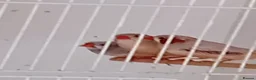 Finches birds for sale:  isabel zebra finches  - Advert 6