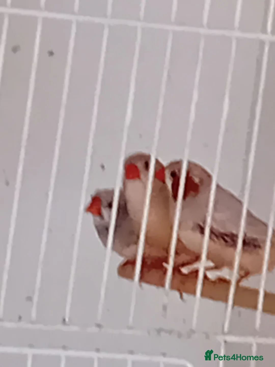 Finches birds for sale:  isabel zebra finches  - Advert 6