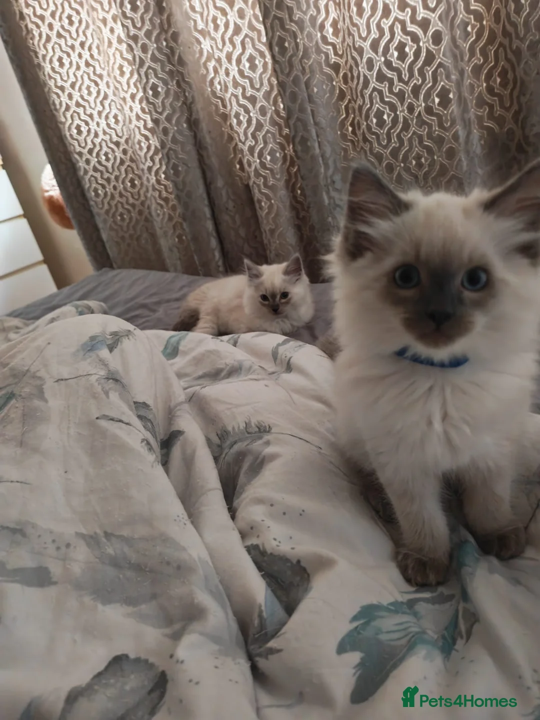 Ragdoll cats for sale: Quality Ragdoll Kittens (last boy available) - Advert 2