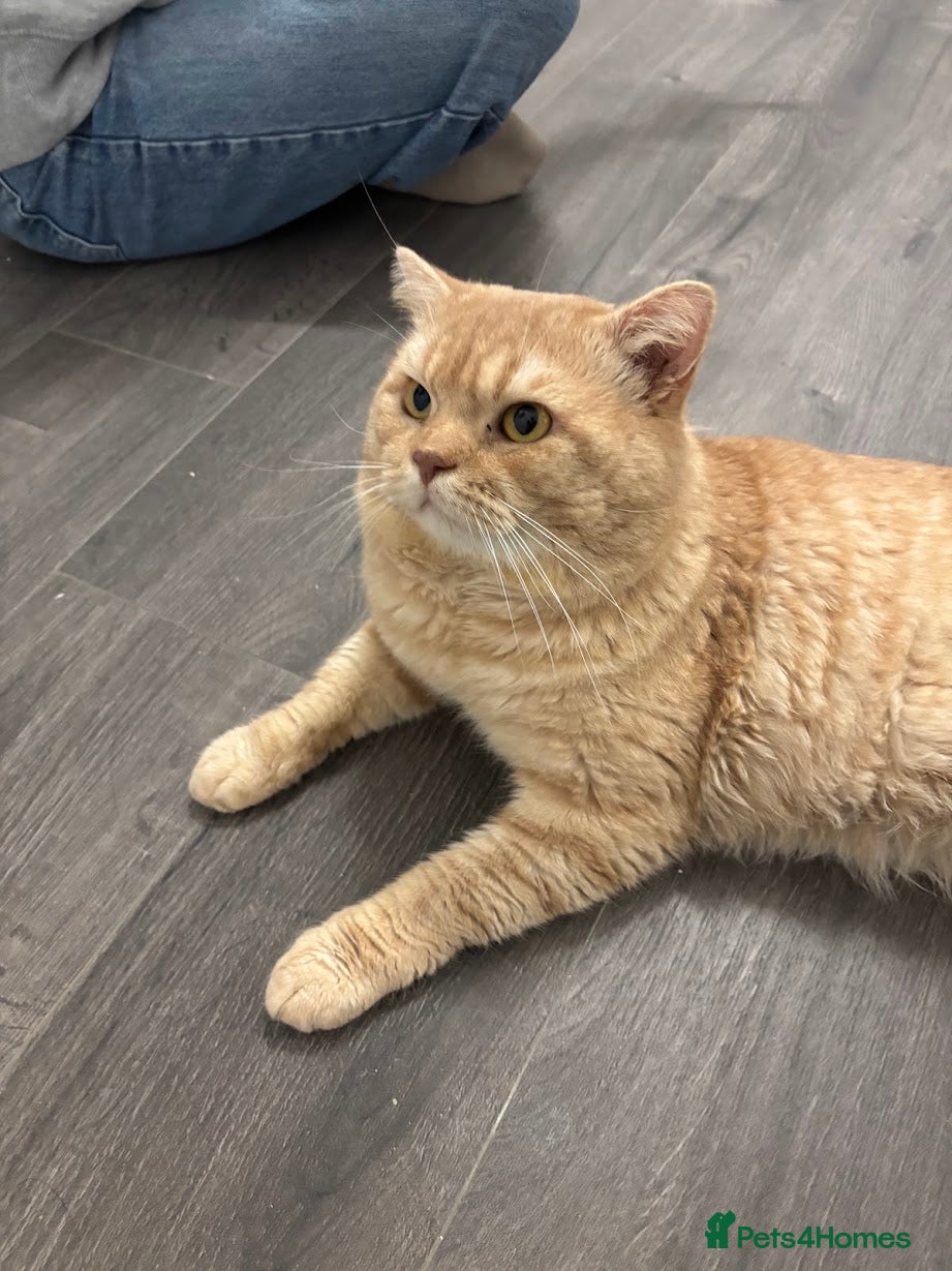 British Shorthair cats Red British Shorthair cat for sale - Advert 1
