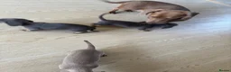 Miniature Dachshund dogs for sale: 3 beautiful Dacshund baby’s  - Advert 7