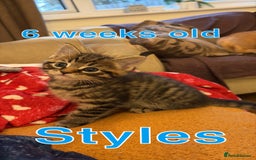 British Shorthair cats for sale: One male left - Image 1