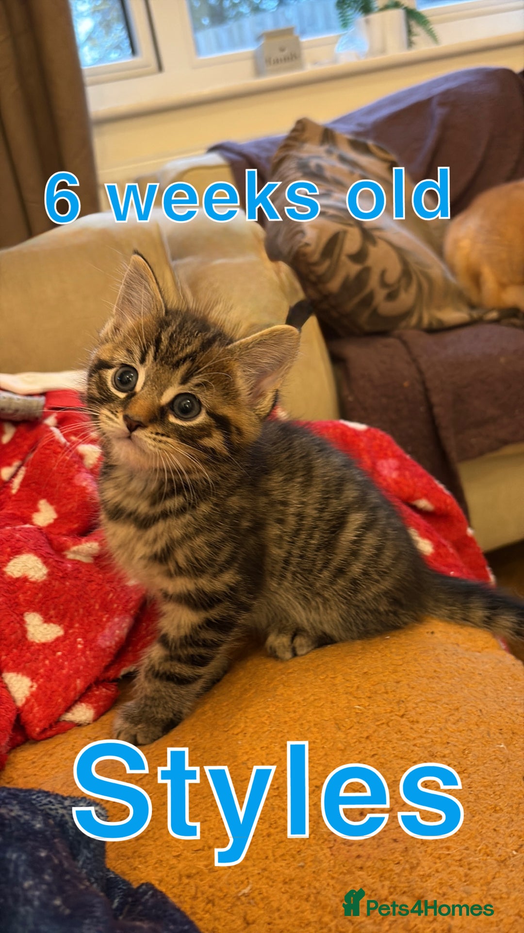 British Shorthair cats for sale: One male left - Image 1