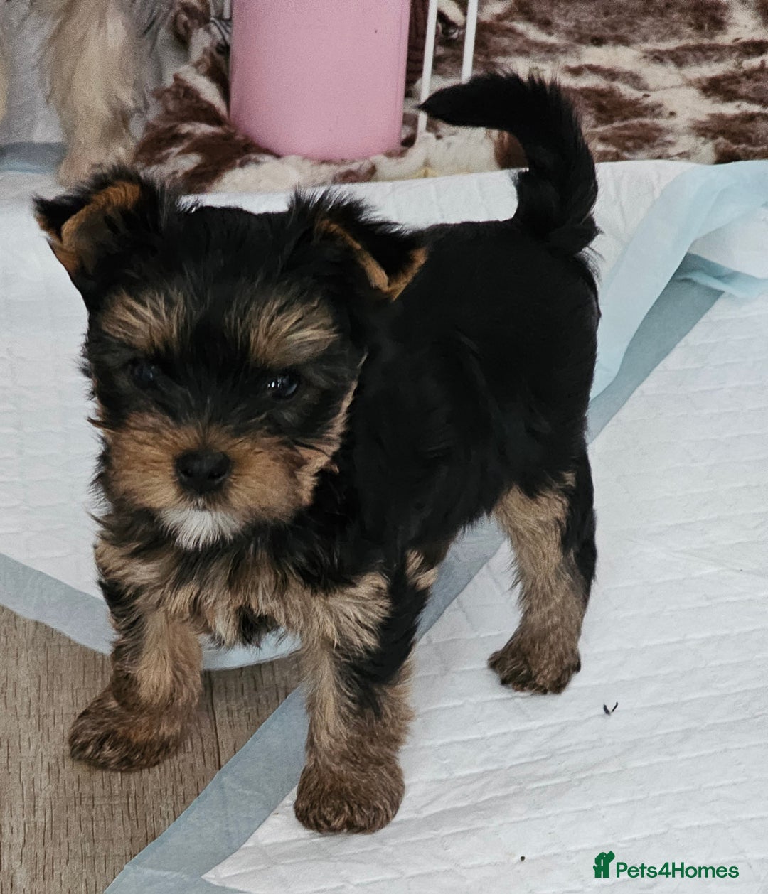 Yorkshire Terrier dogs for sale: Beautiful Quality Yorkshire Terrier Litter  - Advert 13