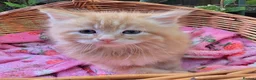Mixed Breed cats for sale: Maine Coon X Fluffy Long Haired Kittens RESERVE    - Advert 13