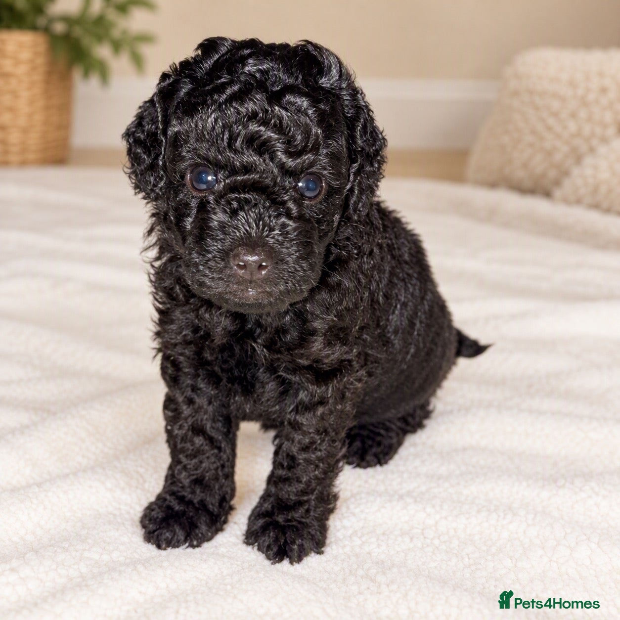 Toy Poodle dogs Gorgeous Purebred Toy Poodle  - Advert 1