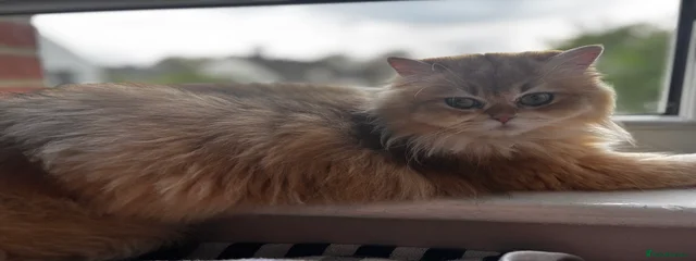 Karamelka 