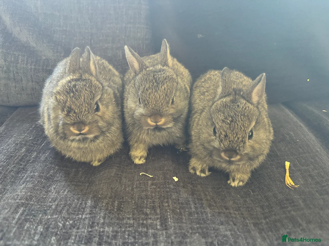 Netherland Dwarf rabbits for sale: Neathland dwalf babies in Boston - Advert 1