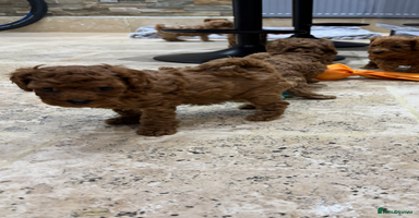 Cavapoo dogs Cavapoo pups  - Advert 4