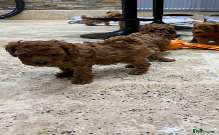 Cavapoo dogs - Advert 11