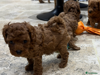 Cavapoo dogs for sale - Advert 2