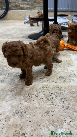 Cavapoo dogs - Advert 11