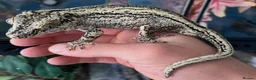 Gecko reptiles for sale: Gargoyle/crested geckos for sale  - Advert 2