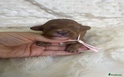 Cavapoo dogs for sale: Top Class Extensively tested F1b Toy Cavapoo pups - Image 20