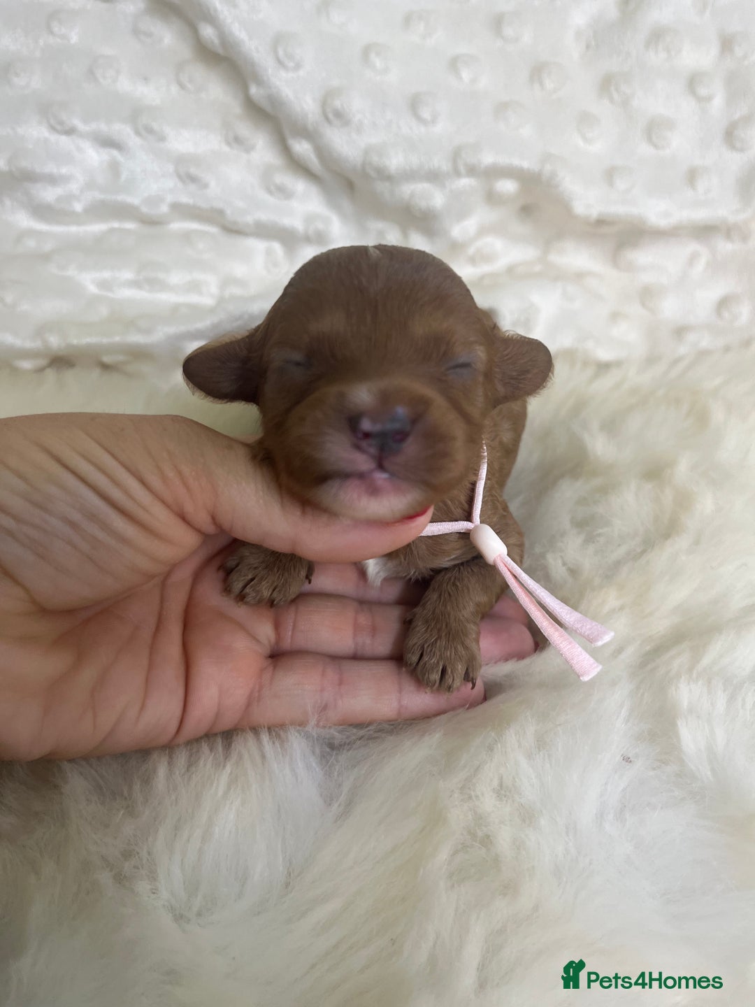 Cavapoo dogs for sale: Top Class Extensively tested F1b Toy Cavapoo pups - Image 20