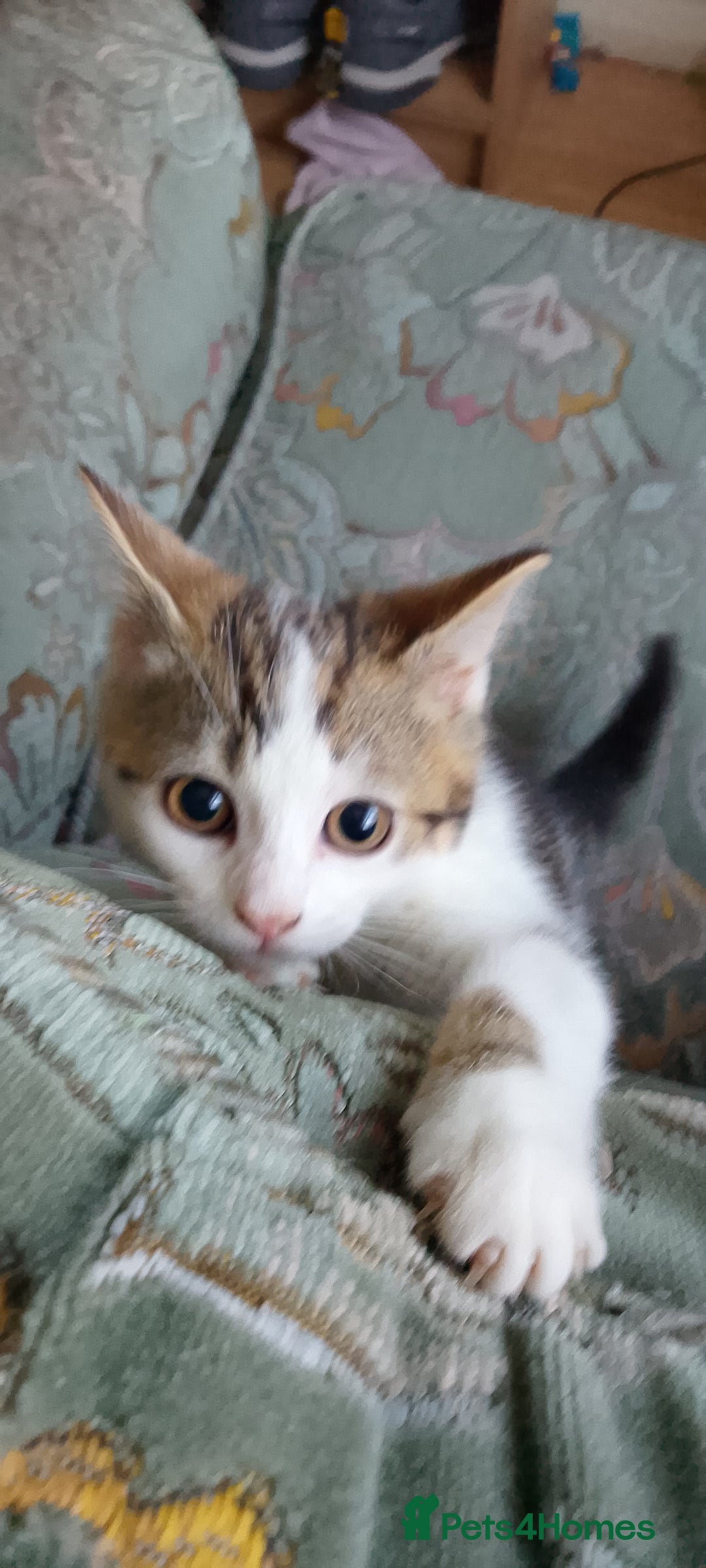 Scottish Fold cats for sale: Kitten. Scottish straight  - Image 7