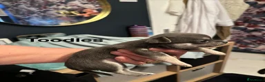 Chihuahua 5 toodles