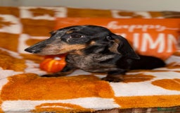 Miniature Dachshund dogs for sale: 🩷🩷 Two Beautiful KC girls🩷🩷 - Image 4