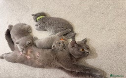 British Shorthair cats for sale: British Short Hair Kittens - Advert 7