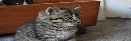 Mixed Breed cats for sale: 5 Beautiful Kittens Looking for Forever Homes - Advert 16