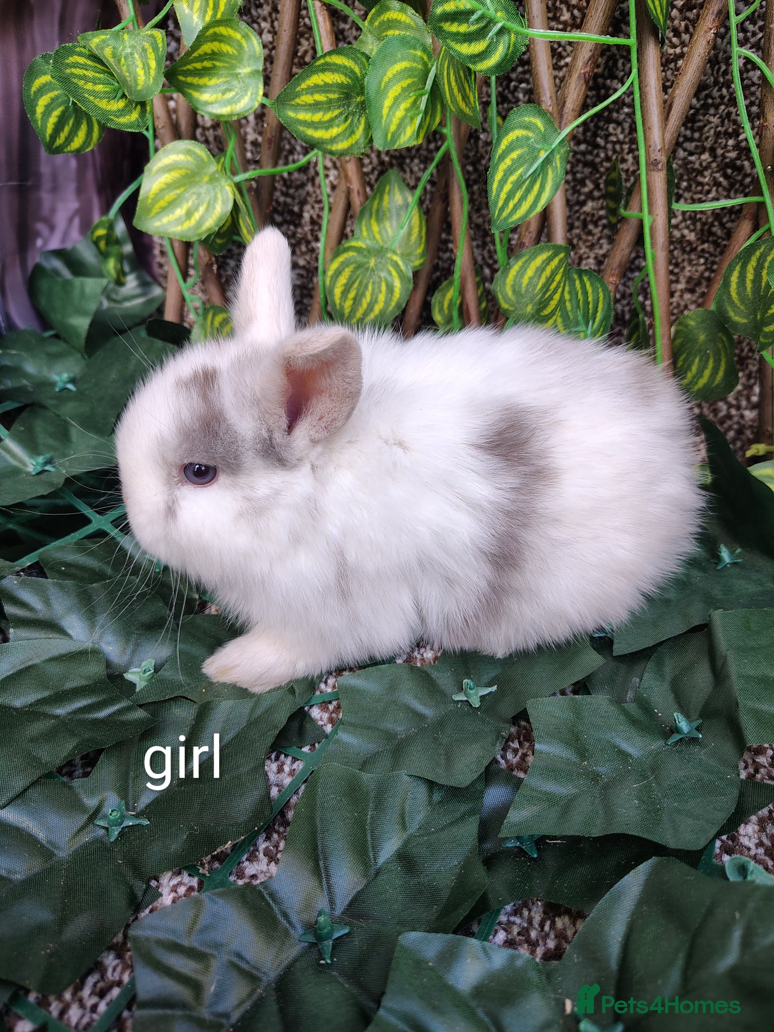 Mini Lop rabbits Mini lop babies carrying plush  - Advert 7