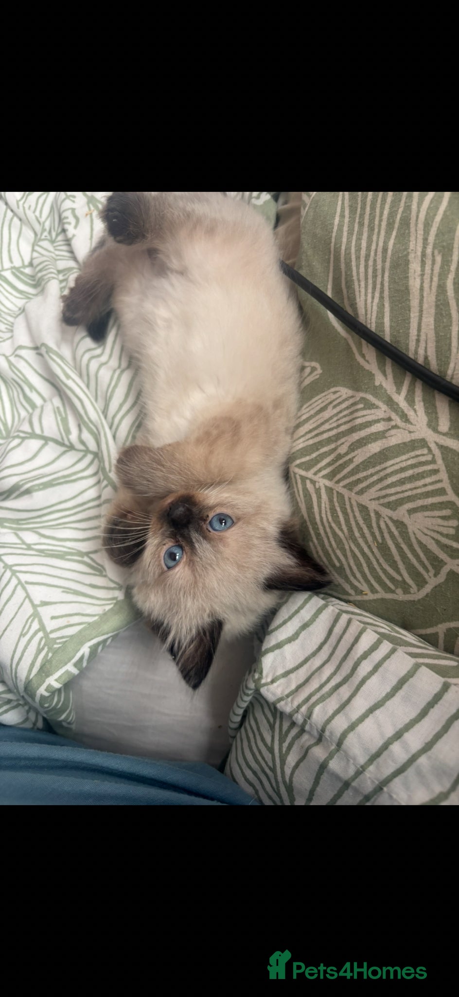 Ragdoll cats for sale: Beautiful pair of ragdoll boys - Advert 6