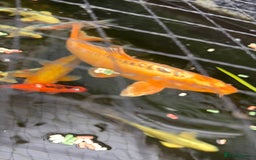 Koi Carp fish for sale: Brown Chagoi koi  - Advert 7