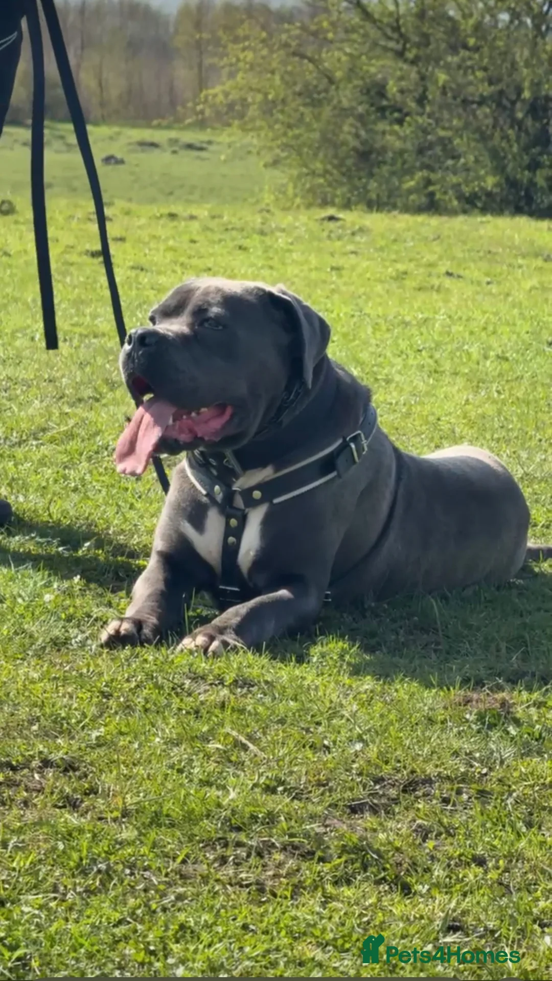 Cane Corso dogs for sale: ICCF Registered Cane Corso - Advert 2