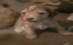 Cockapoo dogs for sale: Cockerpoo puppies F1 stunning colours - Image 16