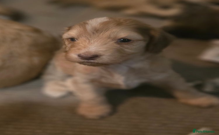Cockapoo dogs - Advert 2