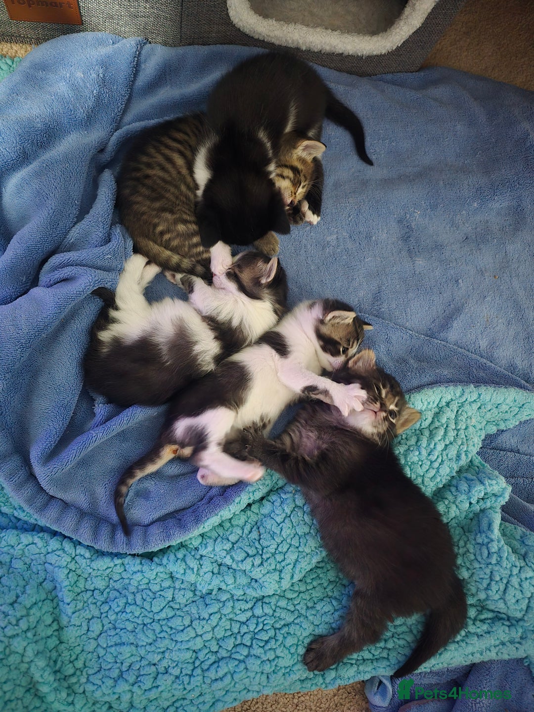 Mixed Breed cats for sale: Beautiful Kittens looking for forever homes - Advert 2