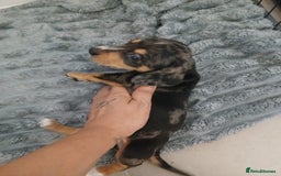 Chiweenie dogs for sale: Ready now 7 xsmall chiweenies fur babies  - Image 9