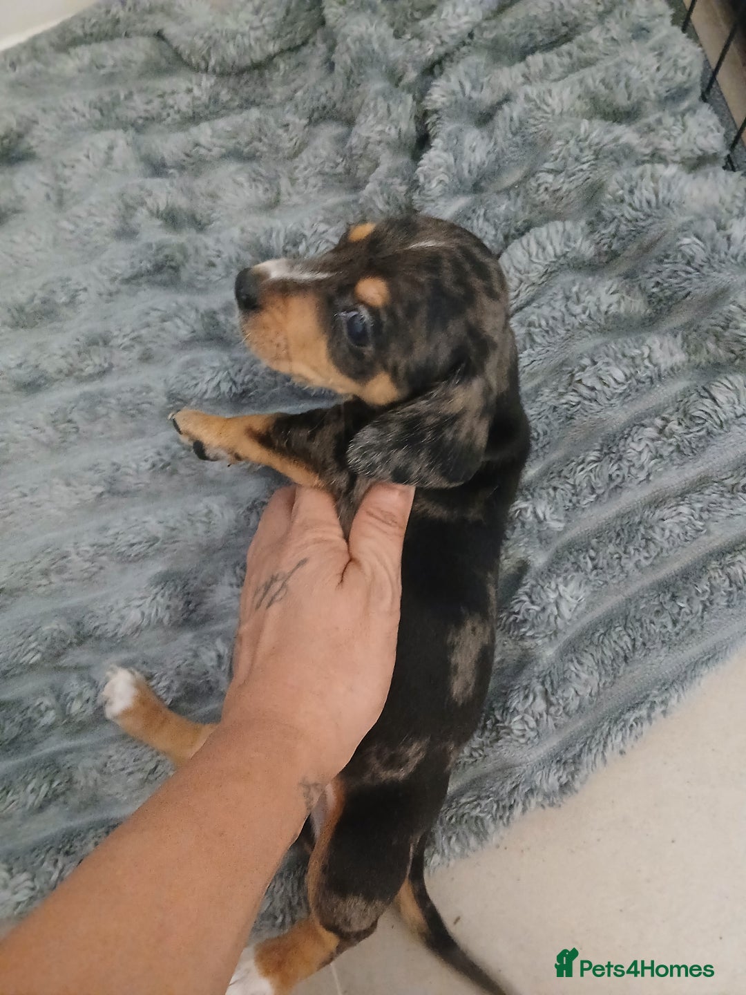 Chiweenie dogs for sale: Ready now 7 xsmall chiweenies fur babies  - Image 9