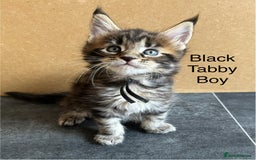 Maine Coon cats for sale: Pure Bred Maine Coon Kitten - Image 4