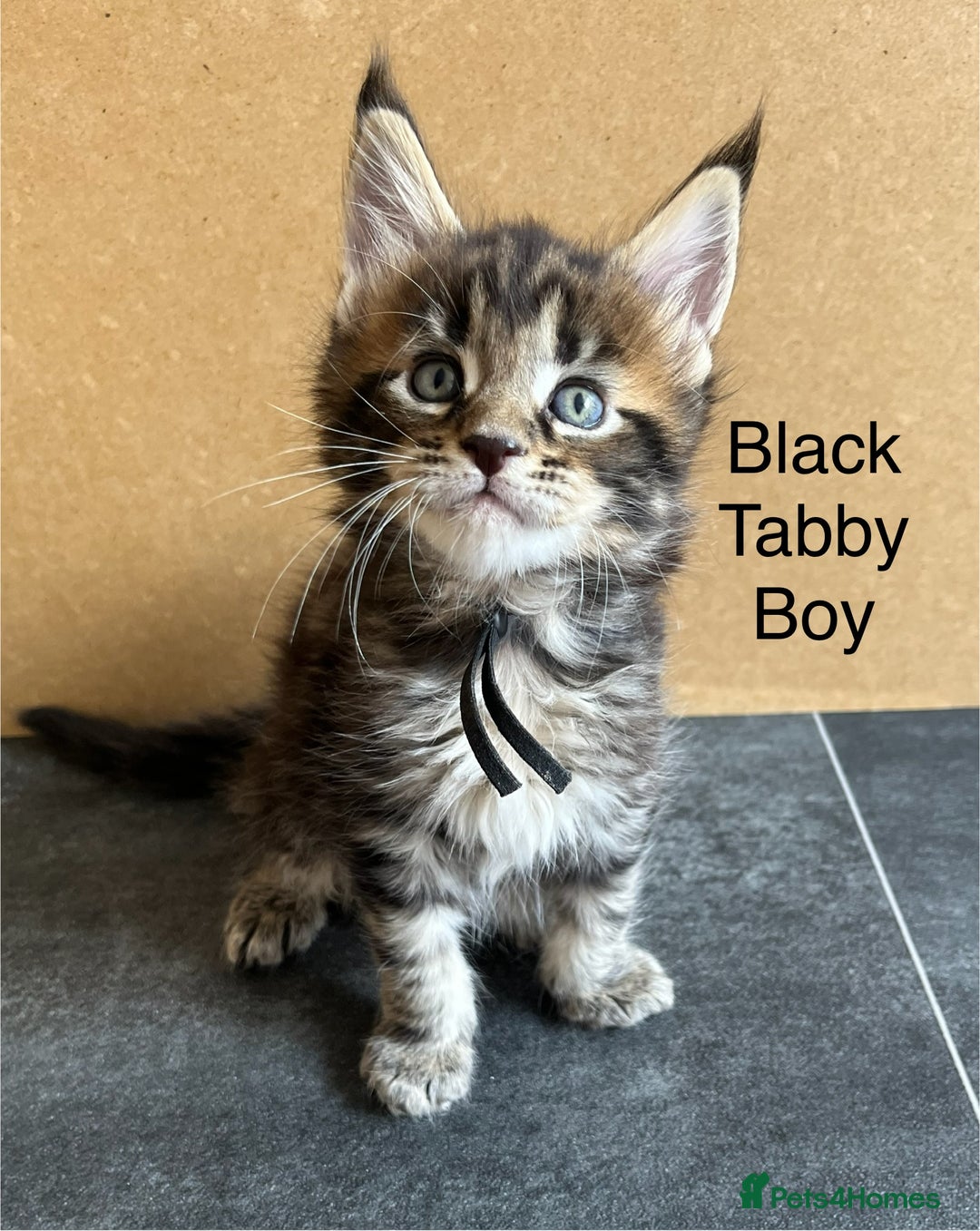 Maine Coon cats for sale: Pure Bred Maine Coon Kitten - Image 4