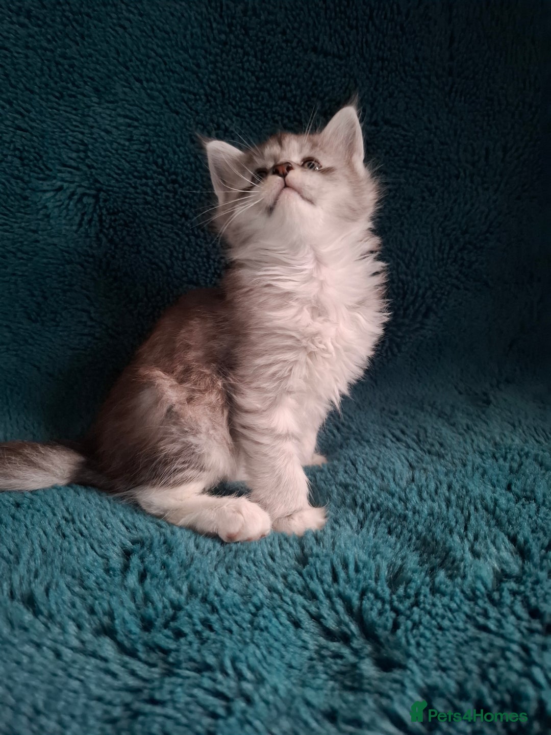Maine Coon cats for sale: Tica Registered Maine Coon Kittens - Advert 11