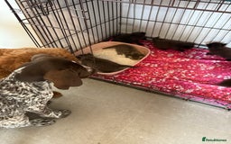 British Longhair cats for sale:  British longhair kittens 3 male 1 female  - Image 10