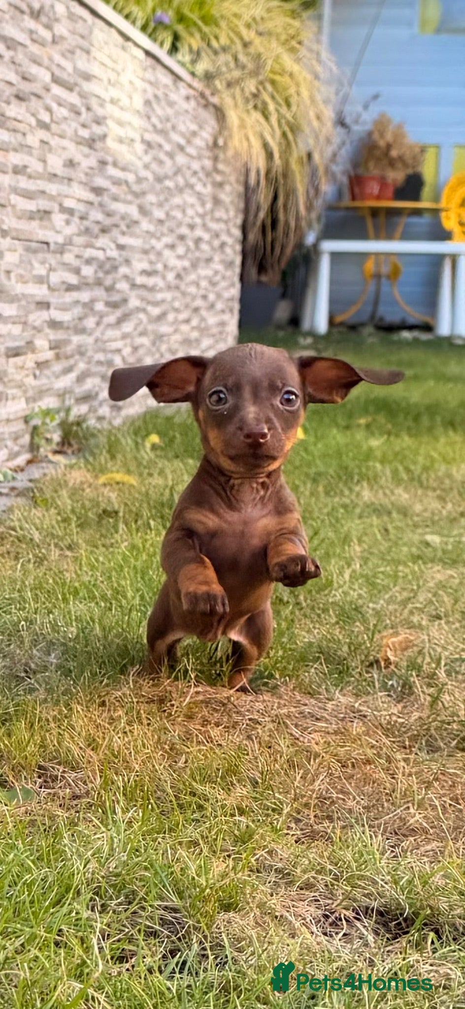 Miniature Dachshund dogs !!!READY NOW!!! Miniature Dachshund Puppies - Advert 2