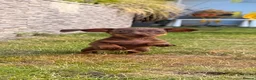 Miniature Dachshund dogs for sale: !!!READY NOW!!! Miniature Dachshund Puppies - Advert 1